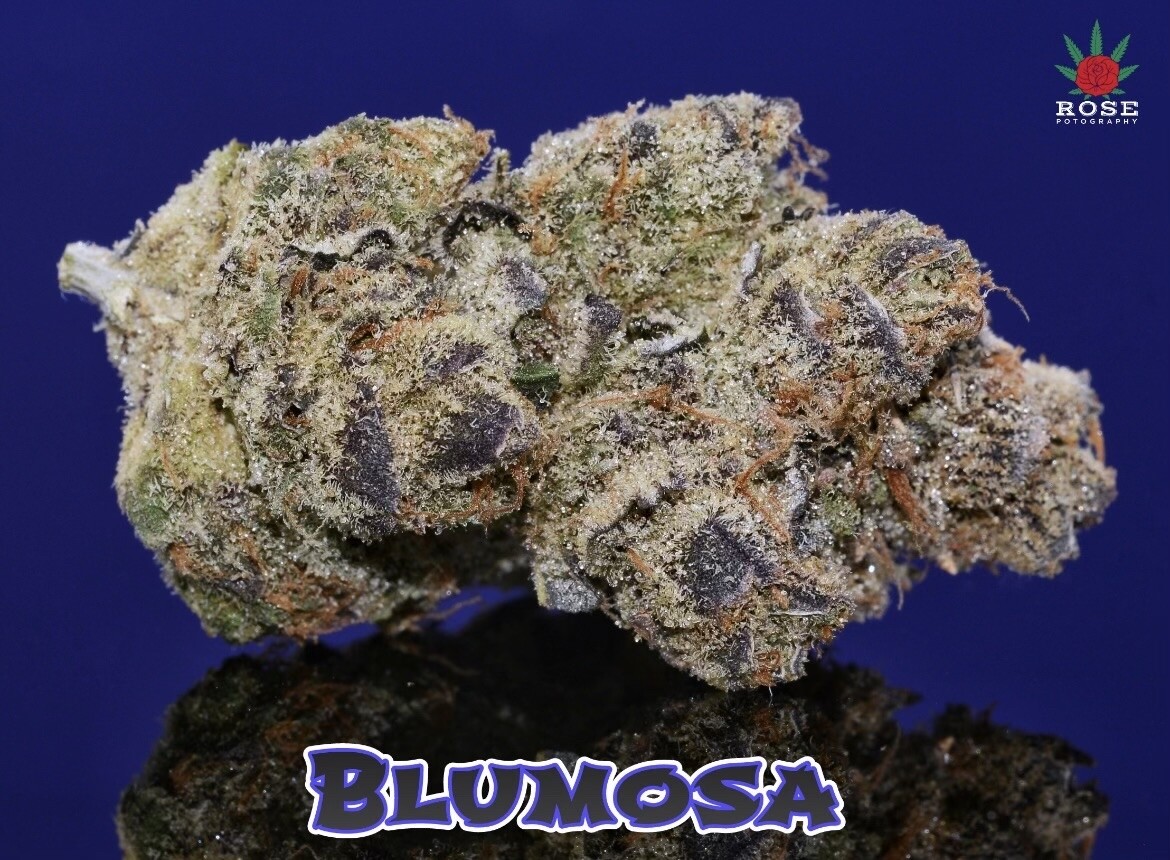 Bluemosa S1 - Image 3
