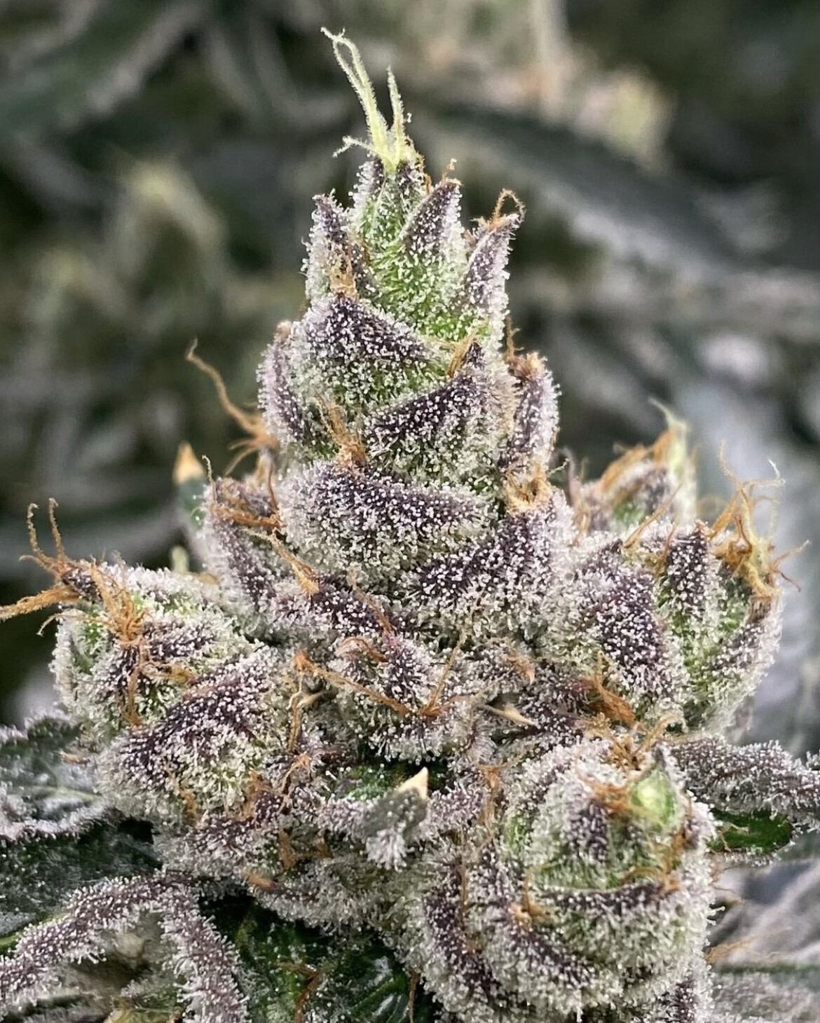 Bluemosa S1 - Image 2