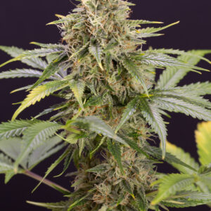 Chocolate Mint OG Auto