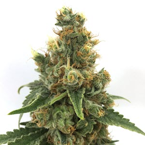 Cherry Soda Syrup Auto