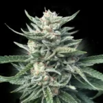 Chocolope_256_DNA_Genetics-1-600x600-1