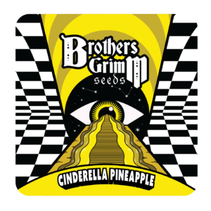 Cinderella Pineapple