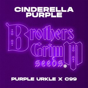 Cinderella Purple
