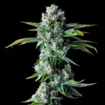 DNA_Genetics_Skywalker_Kush