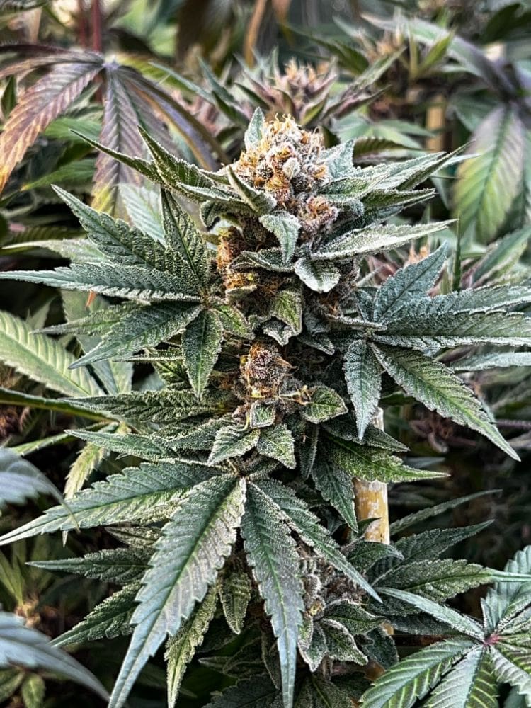 Raspberry Runtz - Image 2