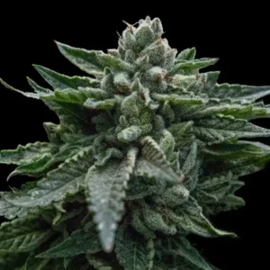 Double Dipped Strawberries