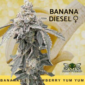 Banana Diesel