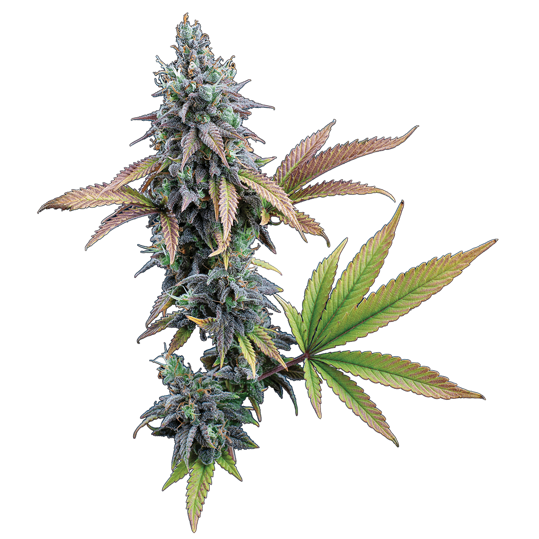 Cinderella 99 - Image 2