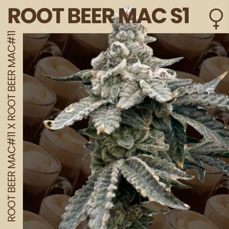 Root Beer Mac S1