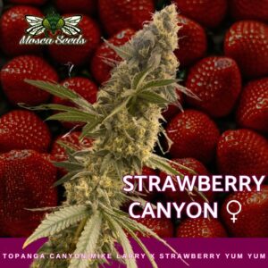 Strawberry Canyon