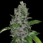 G13Labs_-FrozenAfghanMintz_2_600x600