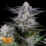 Geezee-Cannabis-Strain