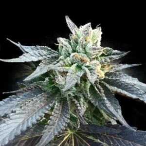 Generation X18 Regular