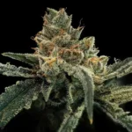 Golden_Fortunes_S1_DNA_Genetics-1-600x600-1