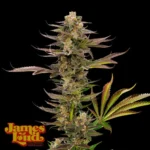 Guavalato-Auto-Strain-1000x1000