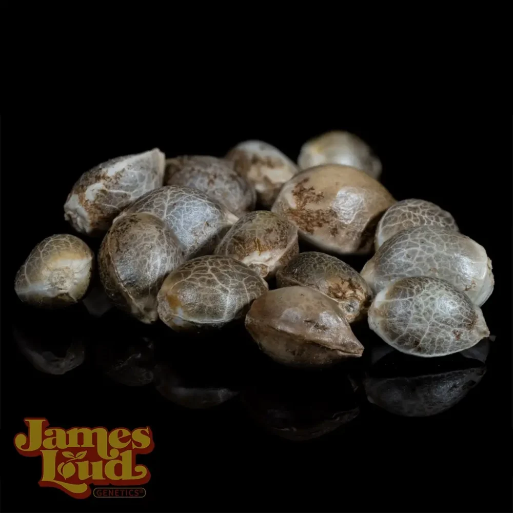 Guavalato Auto - Image 2