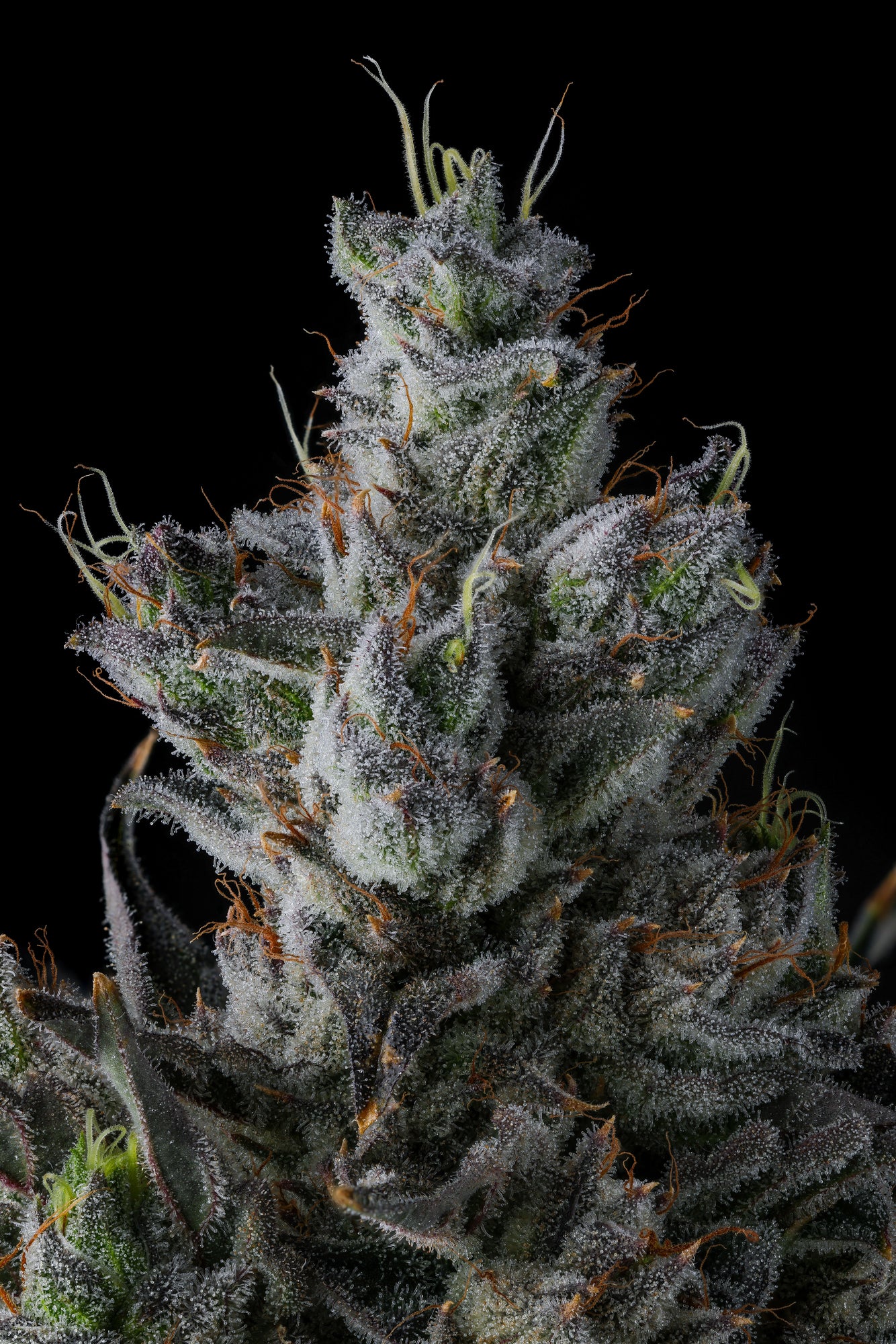 Guwop Green - Image 2