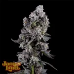 Havana-Bandana-Strain-1000x1000