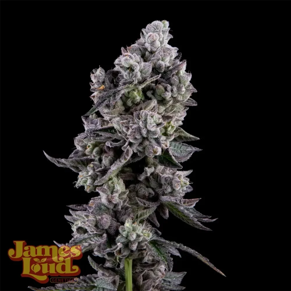 Havana Bandana Regular