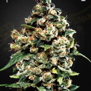 Jack Herer