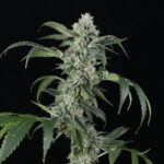 Larry-Bubba-Gelly-auto-cannabis-seeds