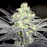 Modified-Payton_Website