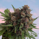 Mosca-Venus-Blue-cannabis-seeds