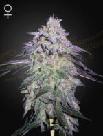 NORI-CAKE-800X1048_WEB_q5dh-ng