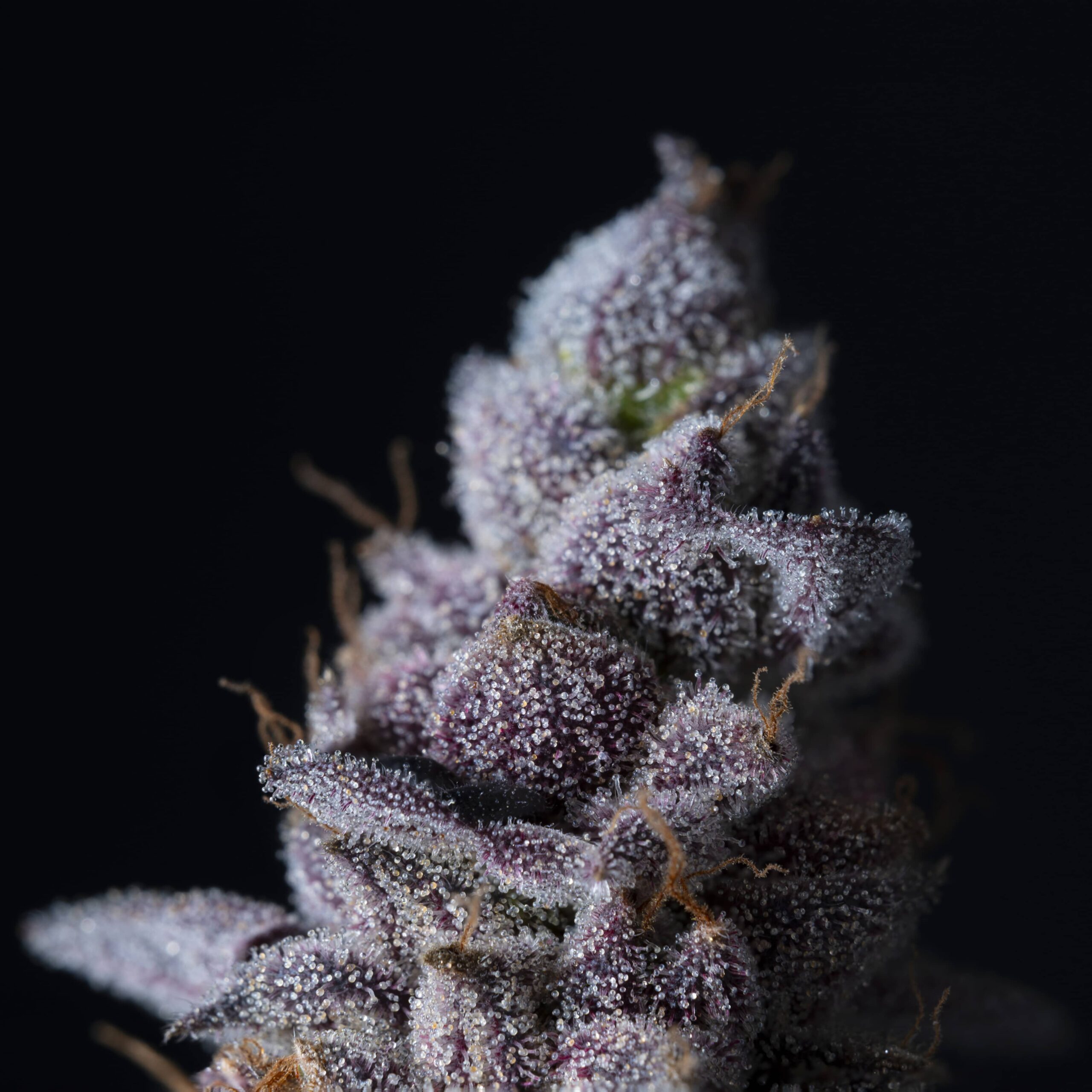 Permanent Pounder - Image 3