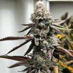 Pineapple-Punk-feminized-canabis-seeds