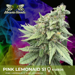 Pink LemonAid S1