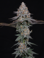 PinkCertz-GrapeGas-Compond1