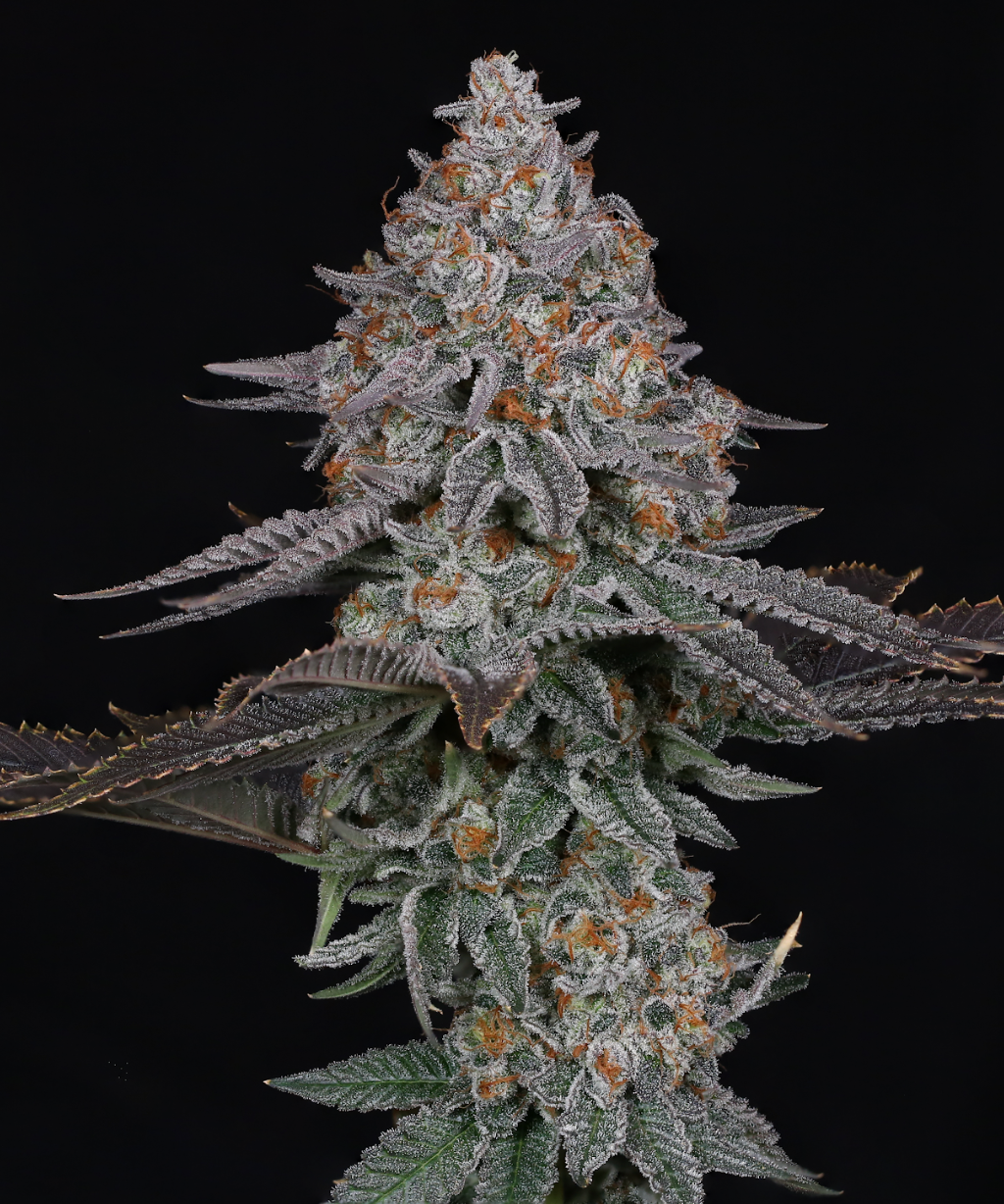 Pink Certz - Image 2