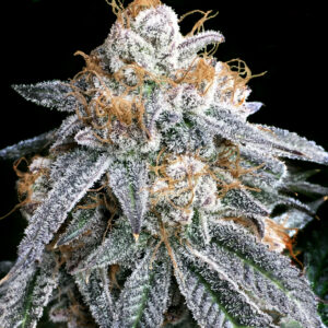 Purple Punch S1