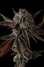 PurplePreserves-GrapeGas-Compond1