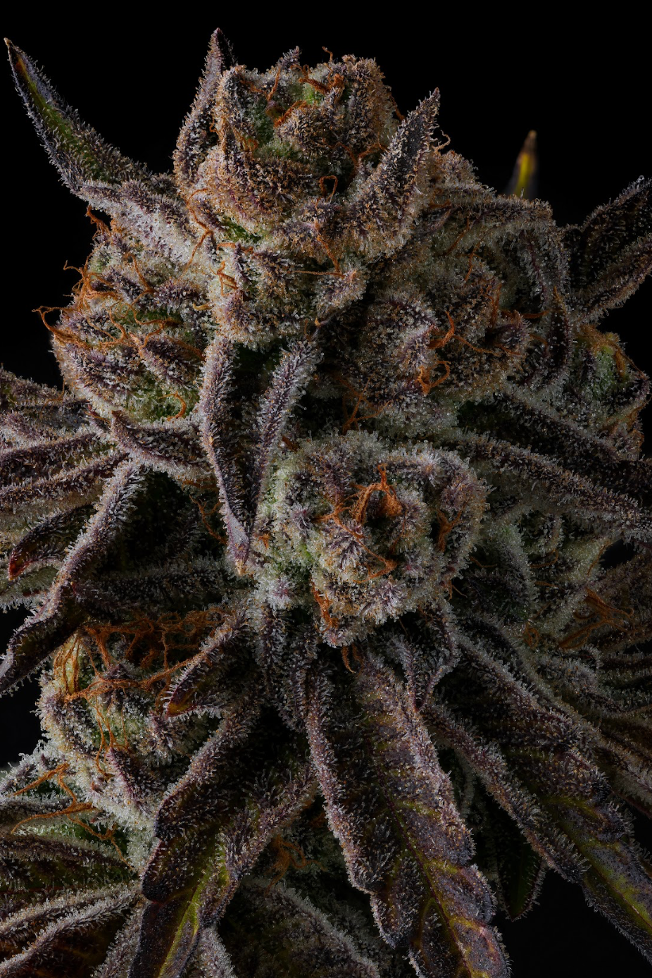 Purple Preserves - Image 2