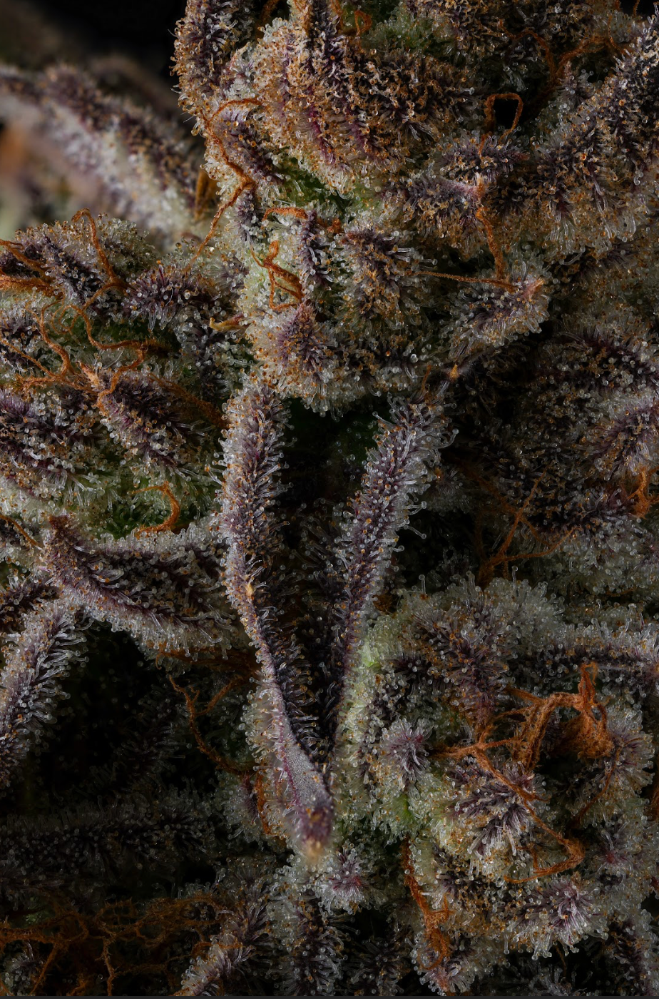 Purple Preserves - Image 3