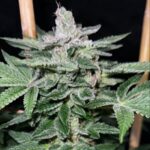 Raspberry-Boogie-S2-Feminized-1