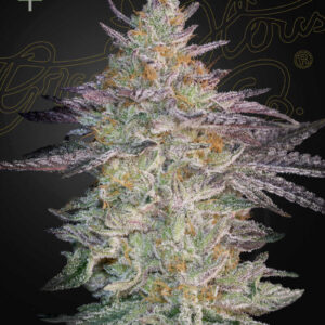 Super Lemon Haze x GMO