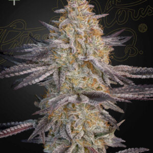 Super Lemon Haze x RS11