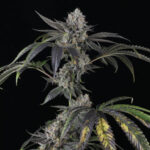 Strawberry-Sky-Gelly