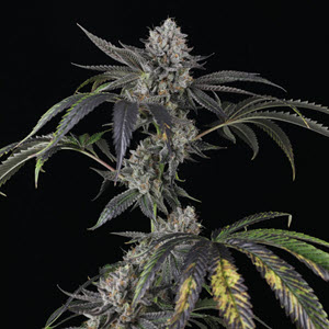 Strawberry Sky Gelly Auto