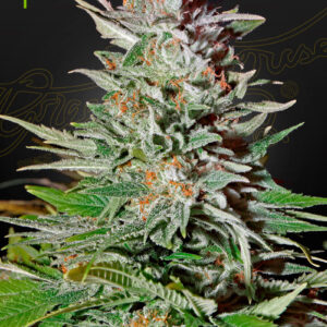 Super Lemon Haze Auto