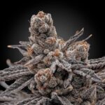 WhatsApp-Image-2023-04-20-at-11.31.58