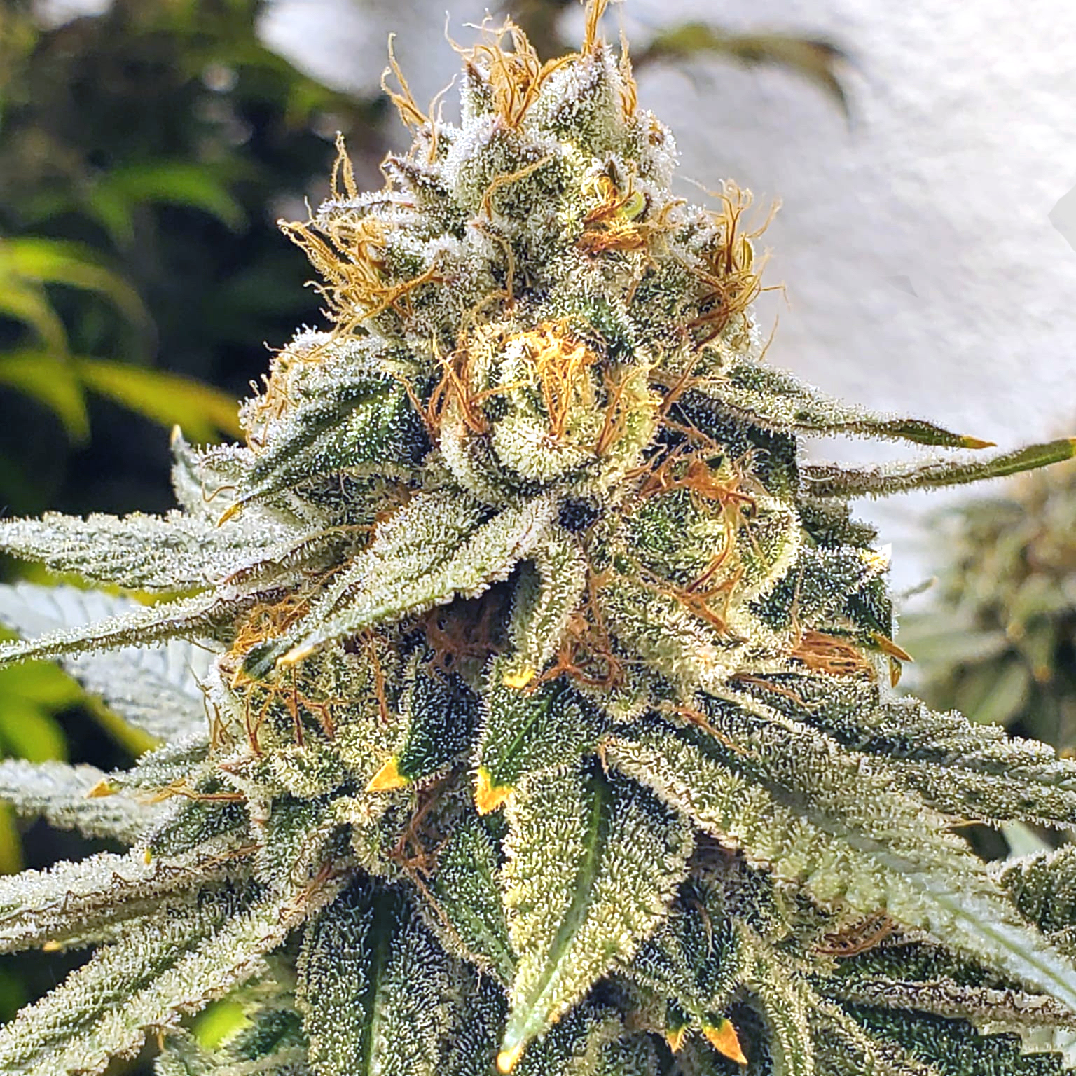 White Blizzard - Image 3