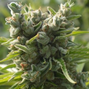 Killer A5 Haze Regular