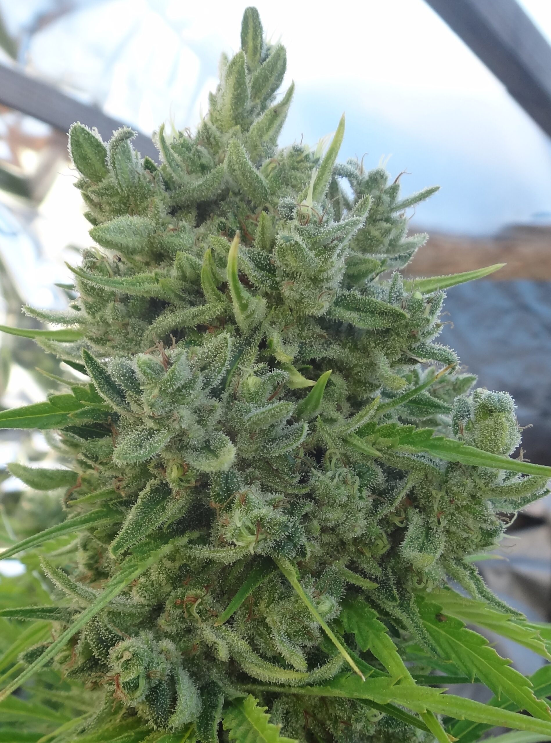 Killer A5 Haze Regular - Image 3