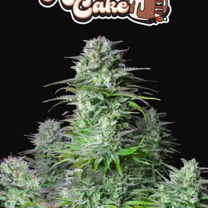 Kosher Cake Auto