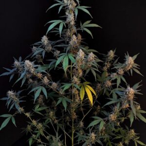 Original BubbleGum Auto