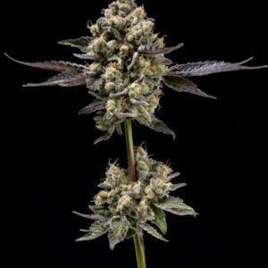 Afghani Mints Regular